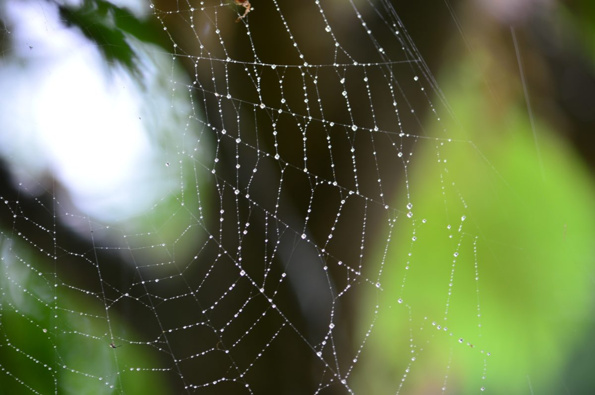 Si vous disposez de plusieurs sites, vous pouvez mettre en place une stratégie de netlinking ! Qu’est-ce que le netlinking ? Le netlinking consiste à user de liens entrants et sortants pour booster son référencement naturel. Pour Google, cela a un impact sur la crédibilité d’un site mais attention, en bien, ou en mal… Si un site non qualitatif renvoie vers votre site, cela peut au contraire nuire à votre référencement. En somme : créer un deuxième site uniquement afin de créer des liens entrants vers votre site original, c’est une très. mauvaise. idée.